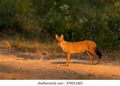 Golden Dhole