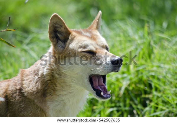 Download Golden Dingo Has His Mouth Open Stock Photo Edit Now 542507635 PSD Mockup Templates