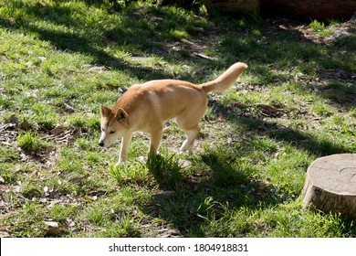 The Golden Dingo Has A White Muzzle And White Paws