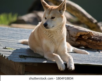 The Golden Dingo Has A White Muzzle And White Paws