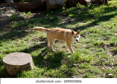 The Golden Dingo Has A White Muzzle And White Paws