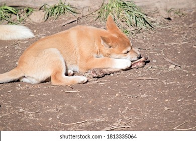 The Golden Dingo Pup Is 6 Weeks Old