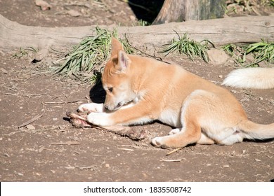 The Golden Dingo Pup Is 6 Weeks Old