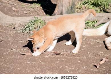 The Golden Dingo Pup Is 6 Weeks Old