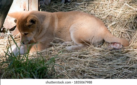 The Golden Dingo Puppy Is Resting