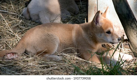 The Golden Dingo Puppy Is Resting