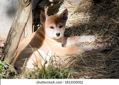 The Golden Dingo Puppy Is Resting In The Frass