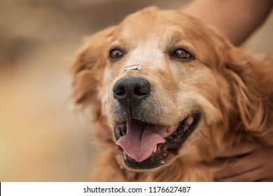 Golden Dog With Diamond Ring On His Nose