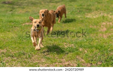 A golden dog in the foreground gallops towards the viewer with a beaming expression and a ball in its mouth. 