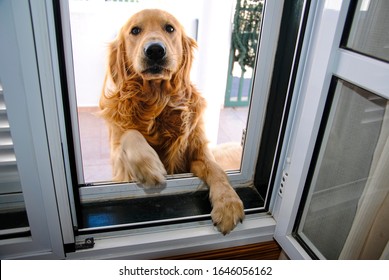 Golden Dog Waiting At The Door To The Owner