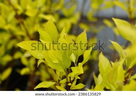 Golden dogwood branch with new leaves - Latin name - Cornus alba Aurea