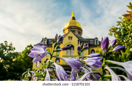 Golden Dome At The University Of Notre Dame In South Ben Indiana Blurred Through Fall Flowers