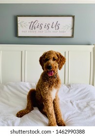 Golden Doodle Bed Take Over