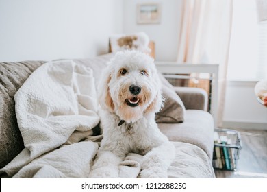 Golden Doodle Dog At Home On Couch