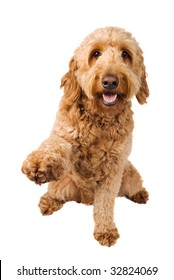 Golden Doodle Dog Offers A Paw To Shake Isolated On White