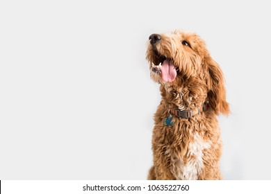 Golden doodle Dog on Isolated Background