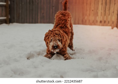 A Golden Doodle Dog Playing In The Snow