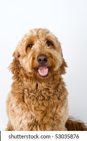 Golden Doodle Dog Sitting And Panting On A White Background