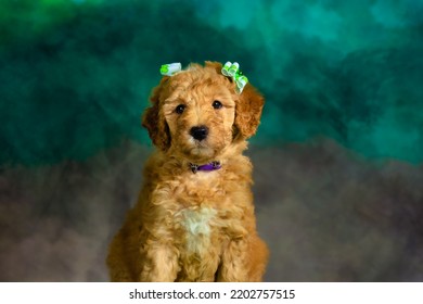 Golden Doodle Green Ribbons Sitting
