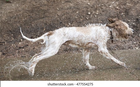 Golden Doodle Leaving Water At Auditorium Shores, Austin Texas