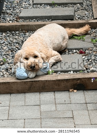 Golden doodle lying down with a stuffy.