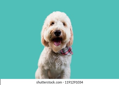 Golden Doodle Images, Stock Photos & Vectors | Shutterstock