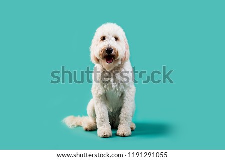 Golden Doodle on Isolated Colored Background
