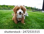 Golden Doodle Puppy, Dogs Playing in Yard on Grass, Close up Adorable Face, Fetch Outside