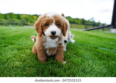 Golden Doodle Puppy, Dogs Playing in Yard on Grass, Close up Adorable Face, Fetch Outside