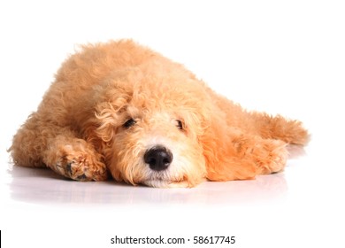 Golden Doodle Puppy Isolated On White.