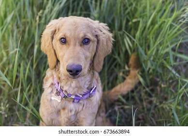 Golden Doodle Puppy Sitting Patiently In Tall Grass, Summer Time. 