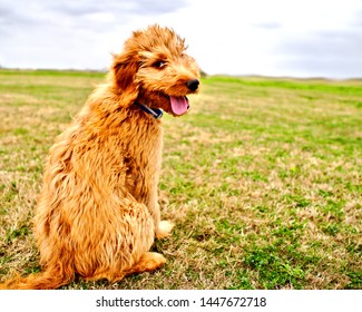 A Golden Doodle Puppy Smiles Back At The Camera.