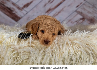 Golden Doodle Puppy Wearing Tie
