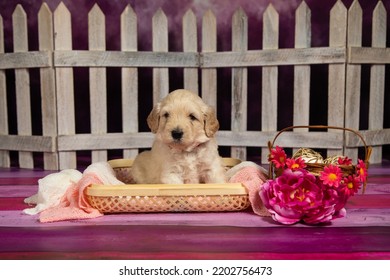 Golden Doodle Puppy White Fence