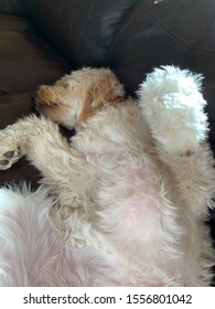 Golden Doodle Relaxing On Its Back With Her Belly Up.