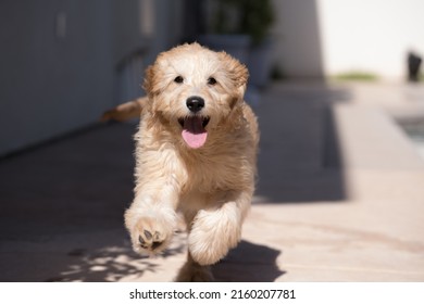 Golden Doodle Retriever Puppy Running