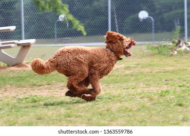 Golden Doodle Running Away