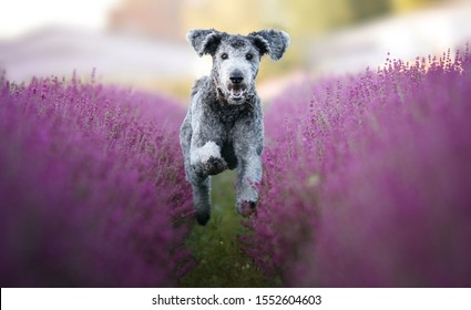 Golden Doodle Running In Lavender