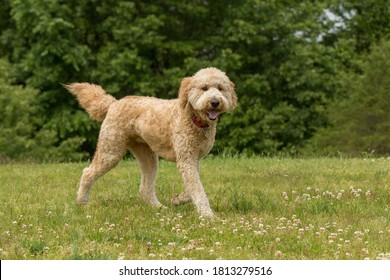 A Golden Doodle Running In A Park