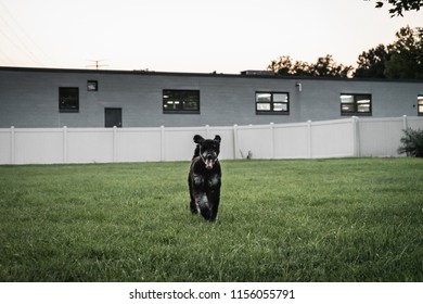 Golden Doodle Running Through Dog Park.