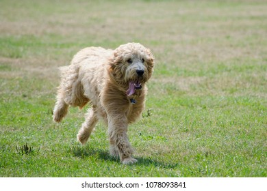 Golden Doodle Running With Tongue Hanging Out