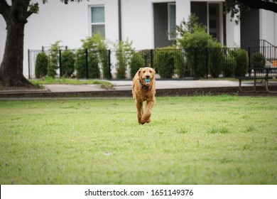 Golden Doodle Running Towards Camera