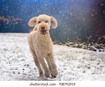 A Golden Doodle Running Towards Camera In Snow