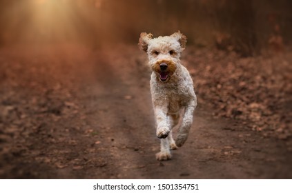 Golden Doodle Running In The Woods