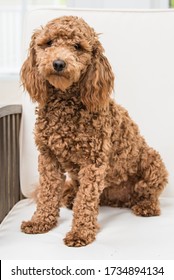 Golden Doodle Sitting For Her Portrait