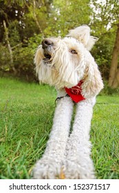 A Golden Doodle Sitting In A Park With Green Grass And Bushes