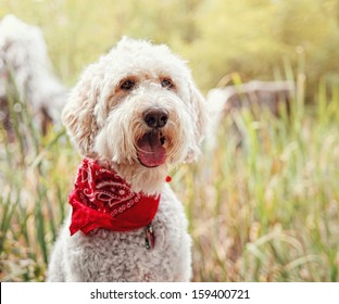 A Golden Doodle Sitting In A Park Vintage Toned