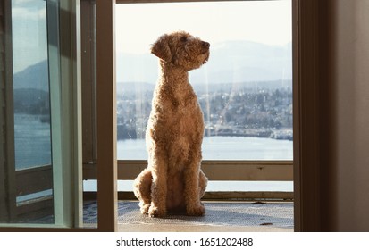 Golden Doodle Sitting In The Sun