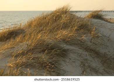 Golden dry grass fluttering on the wind on the sand beach of the Baltic Sea at golden hour - Powered by Shutterstock