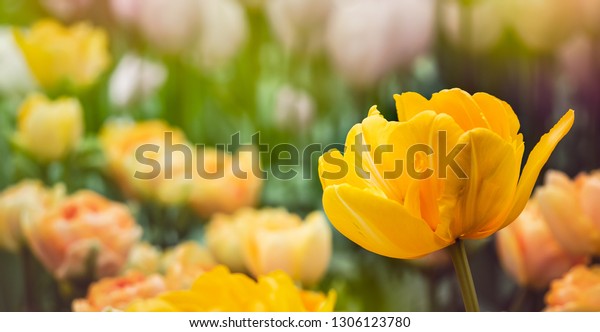 Golden Dutch Tulip Closeup Spring Garden Stock Photo Edit Now
